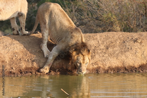 young male lion drinking