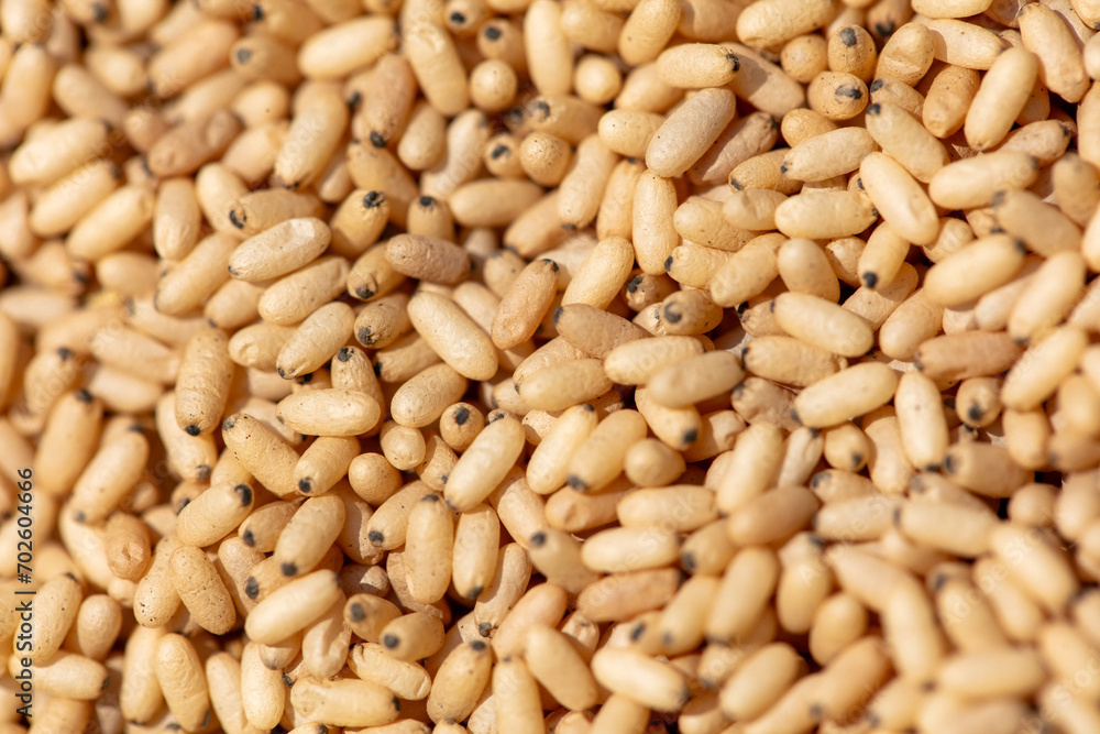Close up of red ant eggs. Macro Close up of red ant eggs. Macro