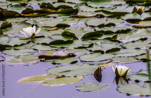 White waterlilies on growing on the pond with leaves surrounding it. photo