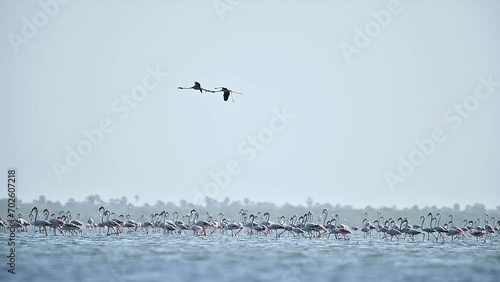 greater flamingos in the lake photo