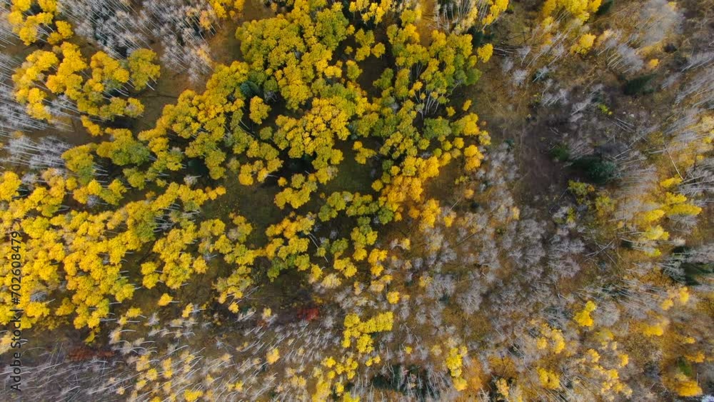 Dramatic birds eye autumn Aspen Tree fall golden yellow leaves colors Kebler Pass trailhead aerial cinematic drone landscape Crested Butte Gunnison Colorado early fall Rocky Mountains circle right up Dramatic birds eye autumn Aspen Tree fall golden yellow leaves colors Kebler Pass trailhead aerial cinematic drone landscape Crested Butte Gunnison Colorado early fall Rocky Mountains circle right up