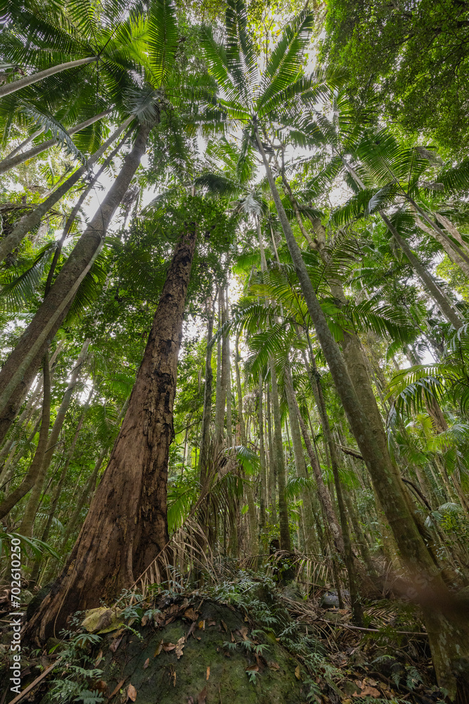Views of the rainforest canopy along the Knoll walking track within Tamborine National Park, Queensland, Australia Views of the rainforest canopy along the Knoll walking track within Tamborine National Park, Queensland, Australia