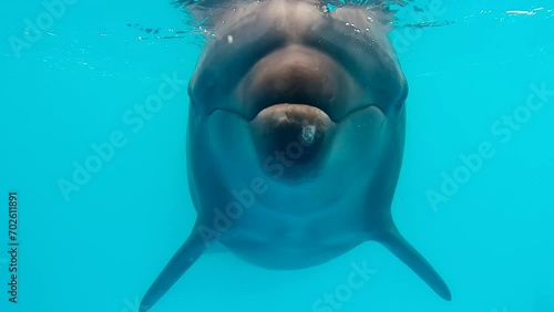 Close up - young Bottlenose Dolphin curiously approaching the camera and looking into lens, Slow motion photo