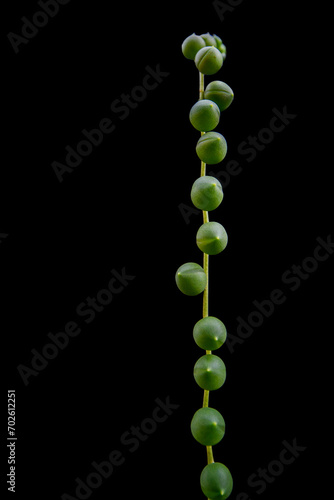 Single strand of String of pearls, succulent plant