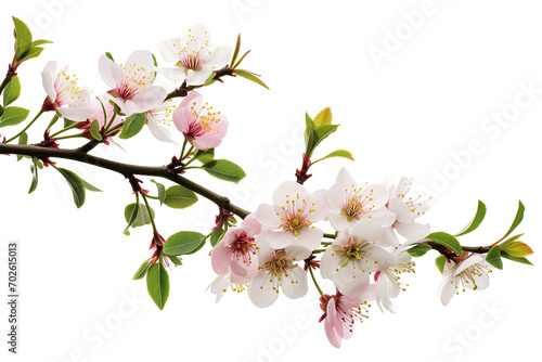 Cherry blossom branch isolated on transparent background, symbolizing spring or Hanami festival © Transparent AI