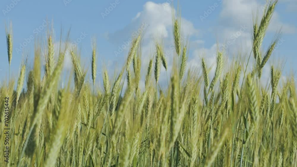 Sky Clouds Wheat Field Summer Fertile Background. Spikelets of Wheat With Grain Shakes Wind. Grain Harvest Ripens in Summer. Agricultural Business Environmentally Friendly Wheat. Global Food Crisis. Sky Clouds Wheat Field Summer Fertile Background. Spikelets of Wheat With Grain Shakes Wind. Grain Harvest Ripens in Summer. Agricultural Business Environmentally Friendly Wheat. Global Food Crisis.