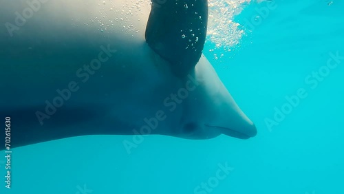 Close up of young Bottlenose Dolphin posing in front of the camera, looking curiously into the lens and quickly swims away - Slow motion photo