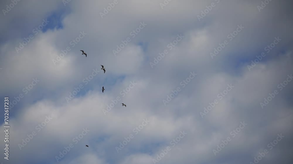 Flock of seagulls in blue sky with clouds sunny day. Over rocks and trees. Natural bird behavior in natural landscape. Flock of seagulls in blue sky with clouds sunny day. Over rocks and trees. Natural bird behavior in natural landscape.