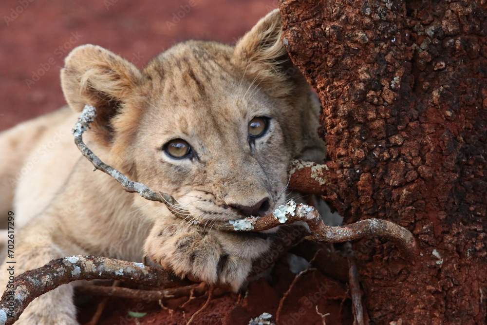Naklejka premium lion cub portrait