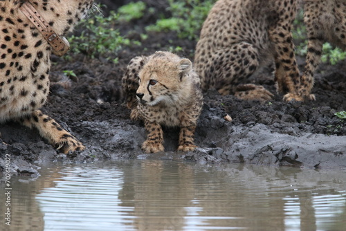 cheetah cub