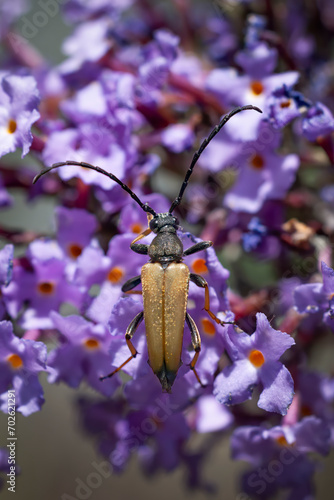 longhorn beetles on purple flower