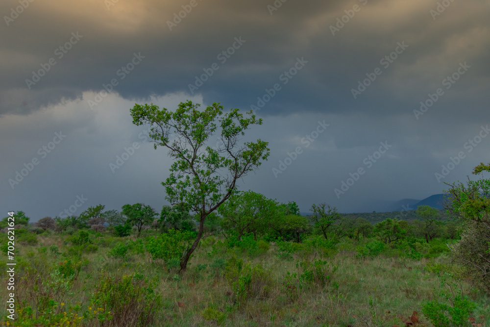 Fototapeta premium Safari under stormy skies in South Africa in the Burgersfort region