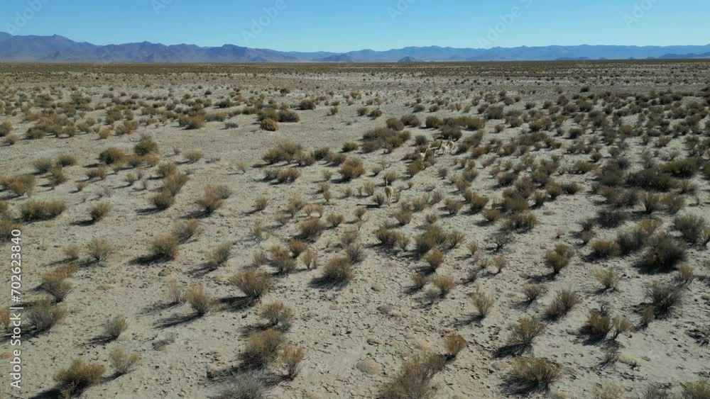 Aerial circling shot of vicuna family in desert lands in Argentina Aerial circling shot of vicuna family in desert lands in Argentina