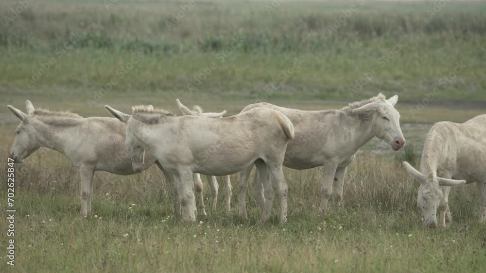 A group of white Donkeys (Barockesel) is grazing and enjoying the sun on a meadow. (4K) A group of white Donkeys (Barockesel) is grazing and enjoying the sun on a meadow. (4K)