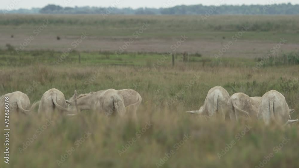 Seven white donkeys (Barockesel) grazing on the plains. (4K - Slow Motion) Seven white donkeys (Barockesel) grazing on the plains. (4K - Slow Motion)