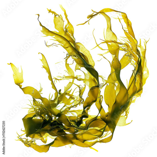 swaying kelp seaweed isolated on white background photo