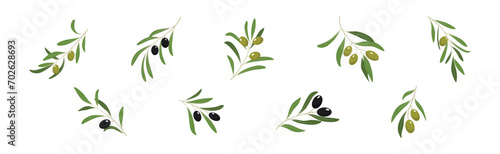 Green and Black Olive Twigs with Leaves Vector Set