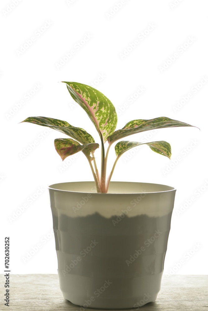 Chinese evergreen or aglaonema isolated on white with high key lighting. Chinese evergreen or aglaonema isolated on white with high key lighting.
