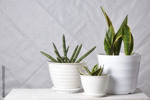 Various type of sansevieria: trifasciata and cylindrica isilated on white. Sansevieria now included in genus Dracaena is known as snake plant
