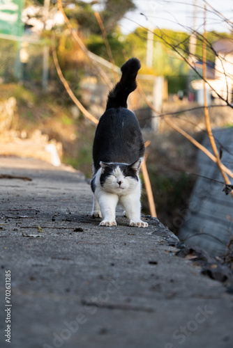 用水路の側で気持ちよさそうに伸びをするハチワレ柄の野良猫