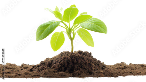 Young plant of pomelo in soil humus isolated on transparent and white background.PNG image. photo