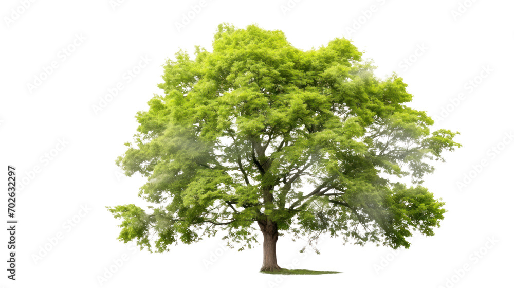 Green Tree Isolated on transparent and white background.PNG image Green Tree Isolated on transparent and white background.PNG image