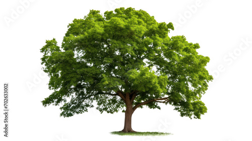 green trees isolated on whiteisolated on transparent and white background.PNG image.