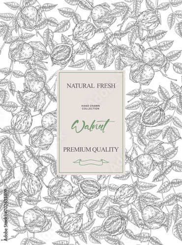 Walnut background. Hand drawn English walnut tree branches with nuts and leaves. Vector illustration vintage.