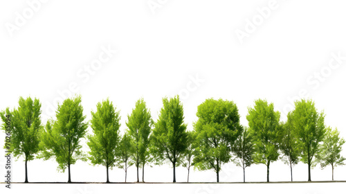 Green Tree Isolated on transparent and white background.PNG image.