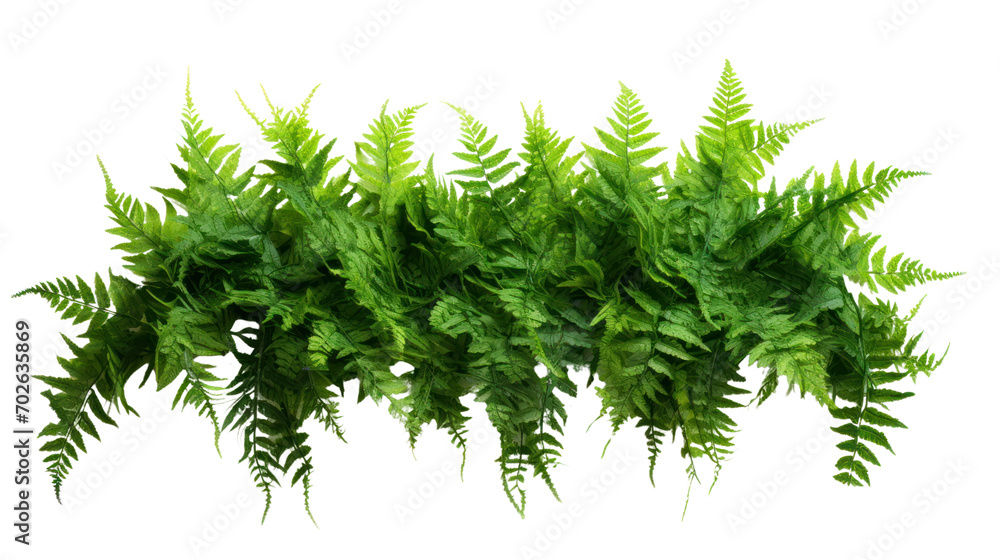 Green leaves tropical foliage plant bush of cascading Fishtail fern isolated on transparent and white background.PNG image. - obrazy, fototapety, plakaty 