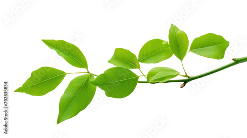 green single leaves isolated on white background,