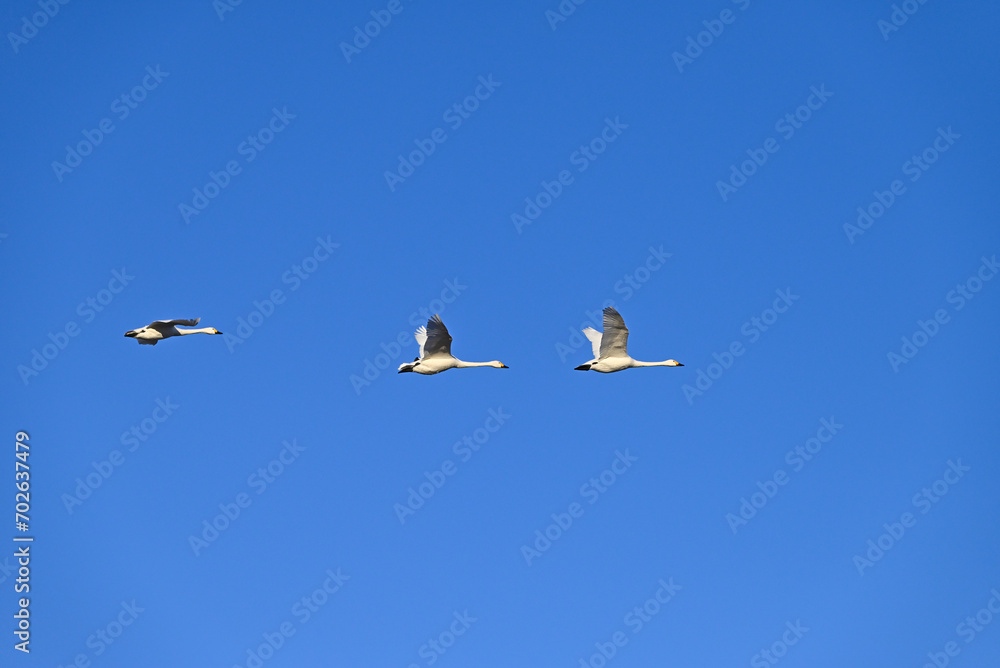 The arrival of swans, Utsunomiya, Tochigi The arrival of swans, Utsunomiya, Tochigi