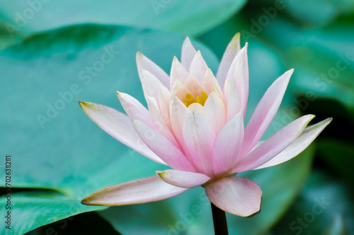 blossoming pink lotus and waterlily flowers in pond