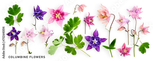 Columbine flowers floral collection isolated on white background. photo