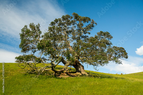 Old tree in Duder Regional Park, New Zealand photo