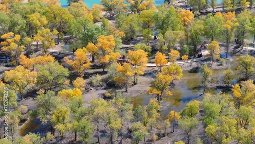 autumn in the forest