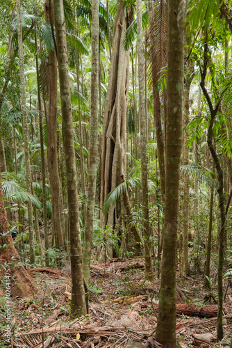 Views of the rainforest canopy along the Knoll walking track within Tamborine National Park, Queensland, Australia