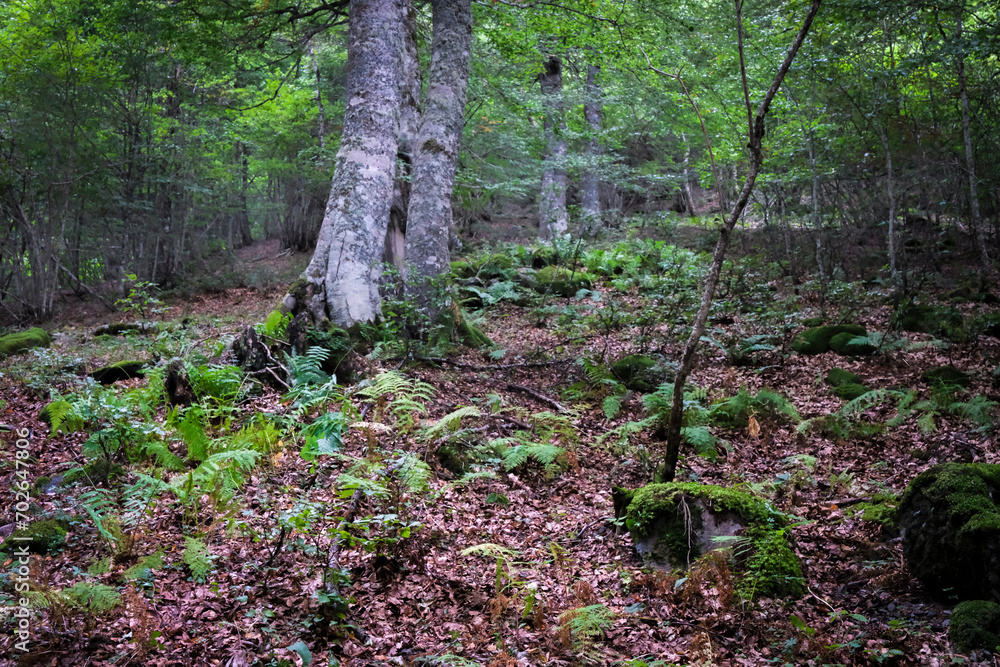 Fototapeta premium Aran Valley, Spain, forests, rivers, waterfalls, mountains