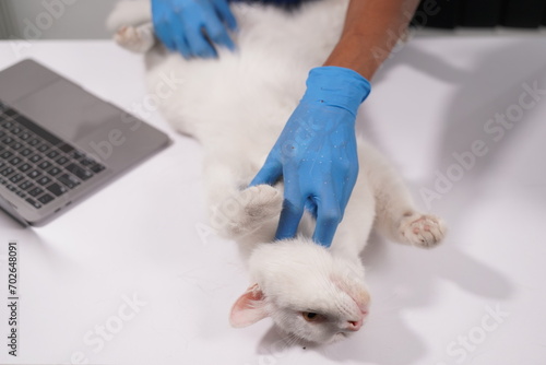 Veterinarian doctor examines beautiful adult cat. Portrait of happy male veterinarian with cute white tabby cat at office. Asian, African veterinarian
