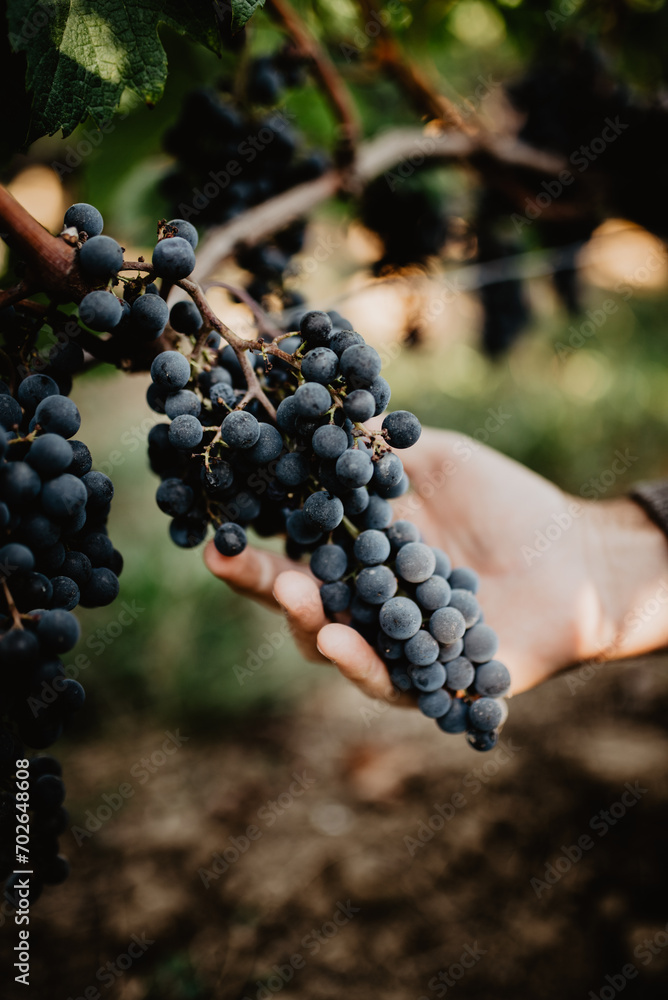 grapes in the hand