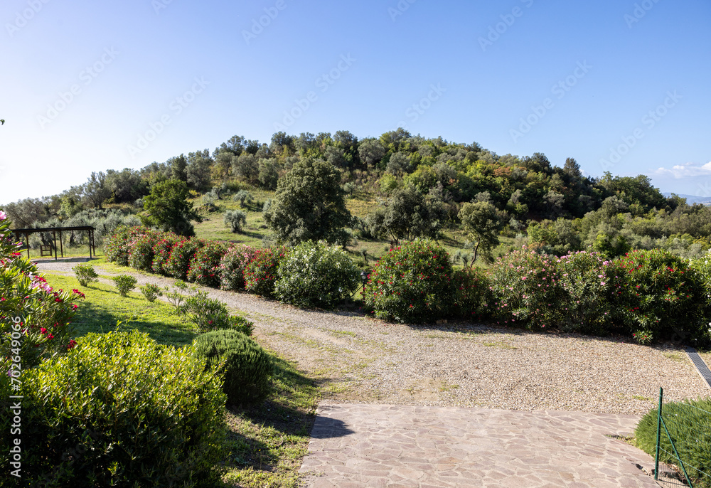 Old olive groves and oleander bushes on a hillside in Montemassi in the province of Grosseto. Tuscany. Italy