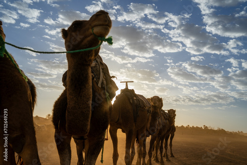 Camellos en Merzouga