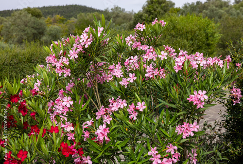 Beautiful small Oleander flowers. a poisonous evergreen  shrub that is widely grown in warm countries for its clusters of white  pink  or red flowers.