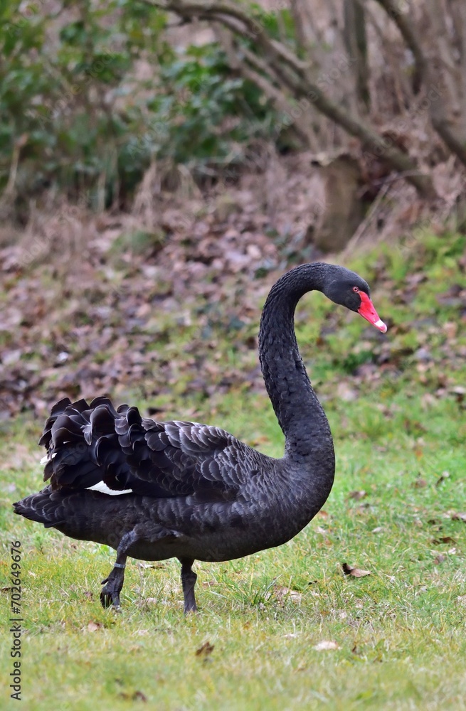 Trauerschwan (Cygnus atratus) Trauerschwan (Cygnus atratus)
