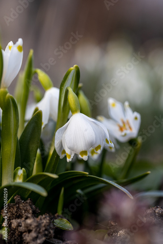 Beautiful blooming of White spring snowflake flowers in springtime. Snowflake also called Summer Snowflake or Loddon Lily or Leucojum vernum on a beautiful background of similar flowers in the forest © Diana Hlachová