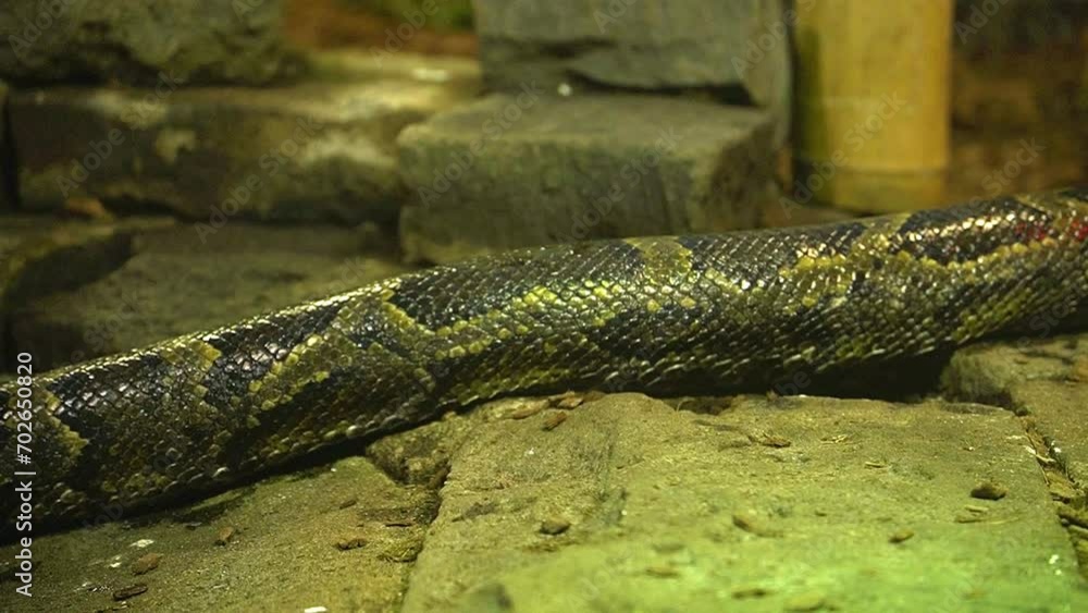 Big Python body slowly crawling over stone pathway Big Python body slowly crawling over stone pathway