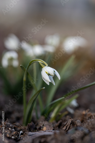 Closeup shot of fresh common snowdrops (Galanthus nivalis) blooming in the spring. Wild flowers field © Diana Hlachová