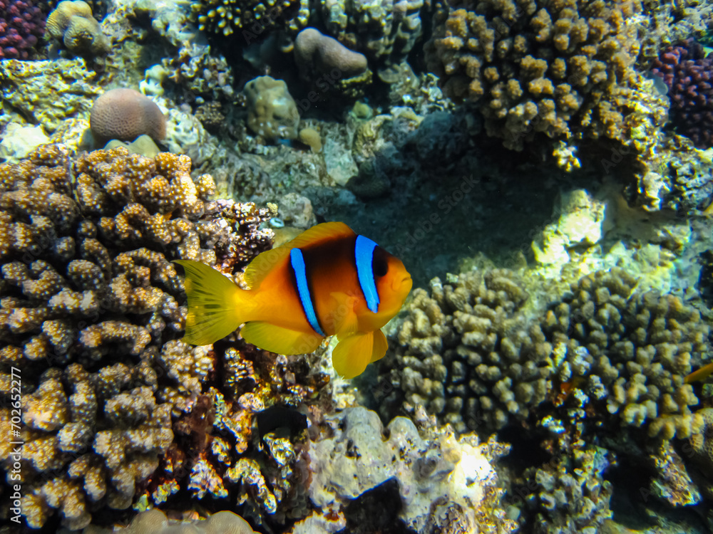 Amphiprion bicinctus or clown fish in sea anemone in the coral reef of the Red Sea Amphiprion bicinctus or clown fish in sea anemone in the coral reef of the Red Sea