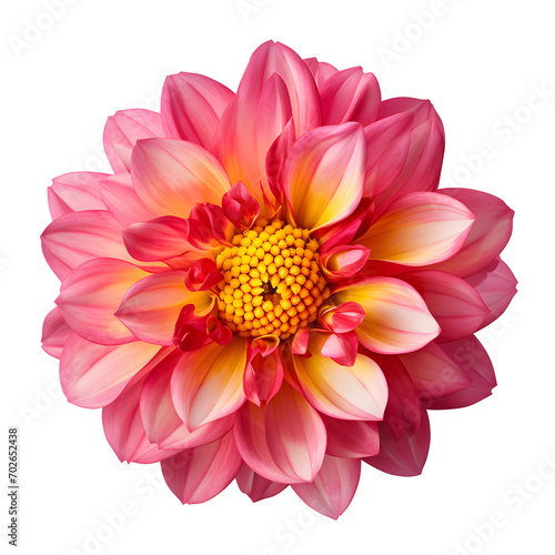 Pink Flower With Yellow Center On png Background.