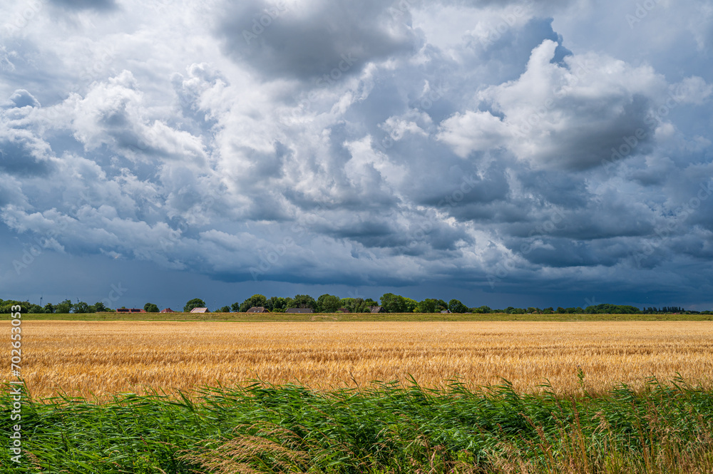 Gewitterwolken über einem Getreidefeld